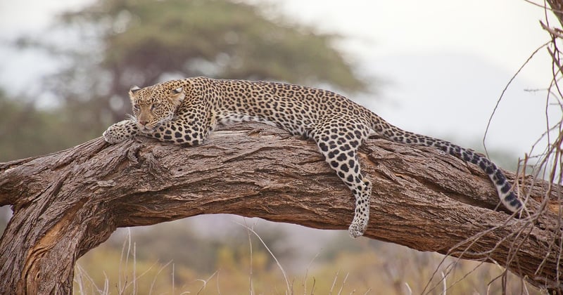 Safari en Afrique : ce qu'il faut savoir avant de partir, sans mauvaise surprise